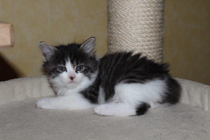 Kurilean Bobtail DK*Klokmose's Razzer - billede fra opdrætter billede 20