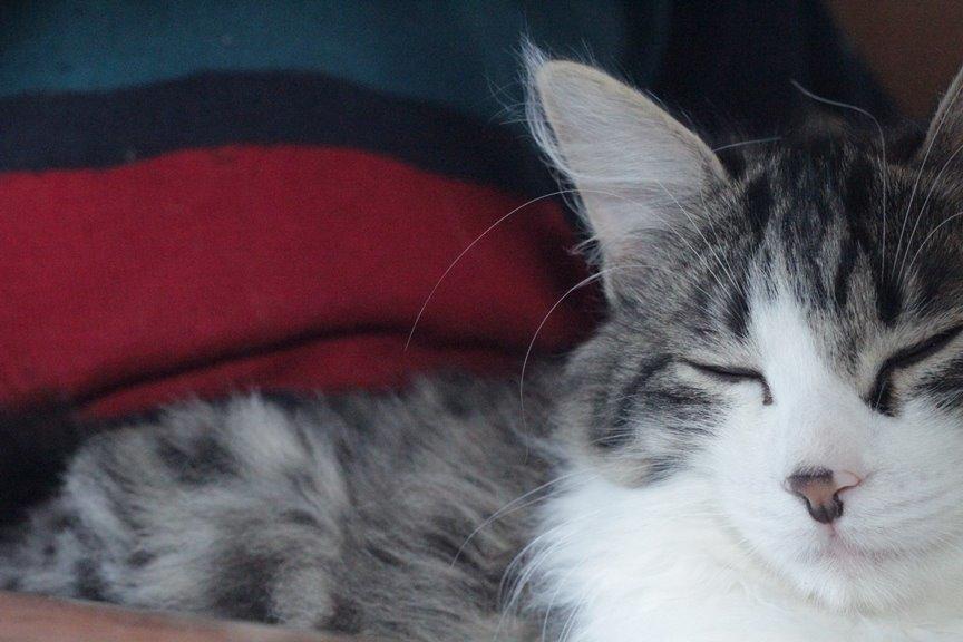 Kurilean Bobtail DK*Klokmose's Razzer - billede fra opdrætter billede 21