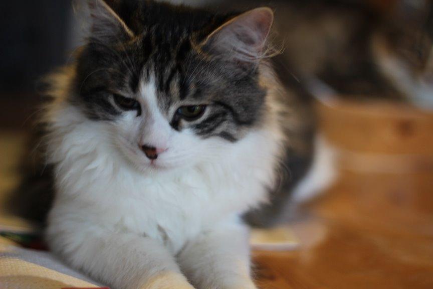 Kurilean Bobtail DK*Klokmose's Razzer - billede fra opdrætter billede 22