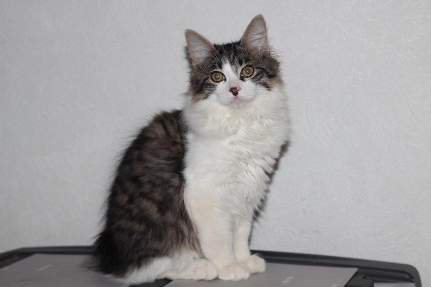 Kurilean Bobtail DK*Klokmose's Razzer - billede fra opdrætter billede 17