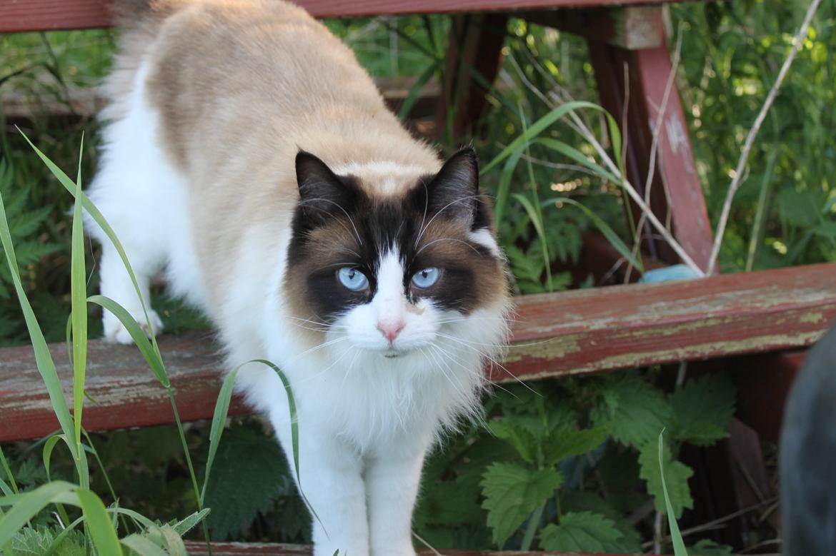 Ragdoll Zion billede 1