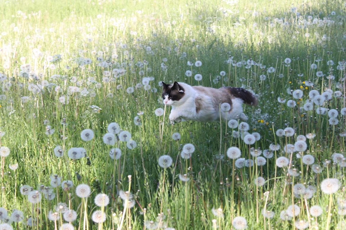 Ragdoll Zion billede 3