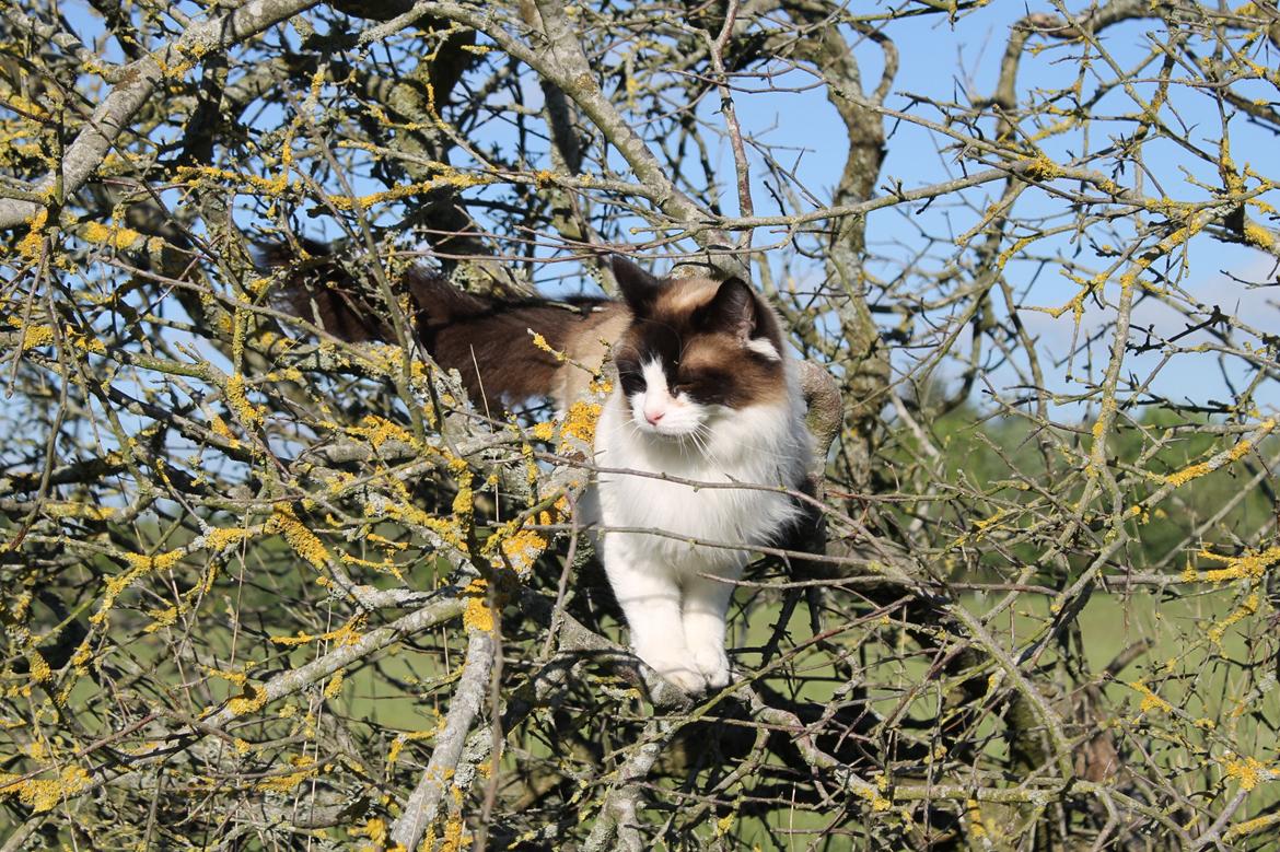 Ragdoll Zion billede 9