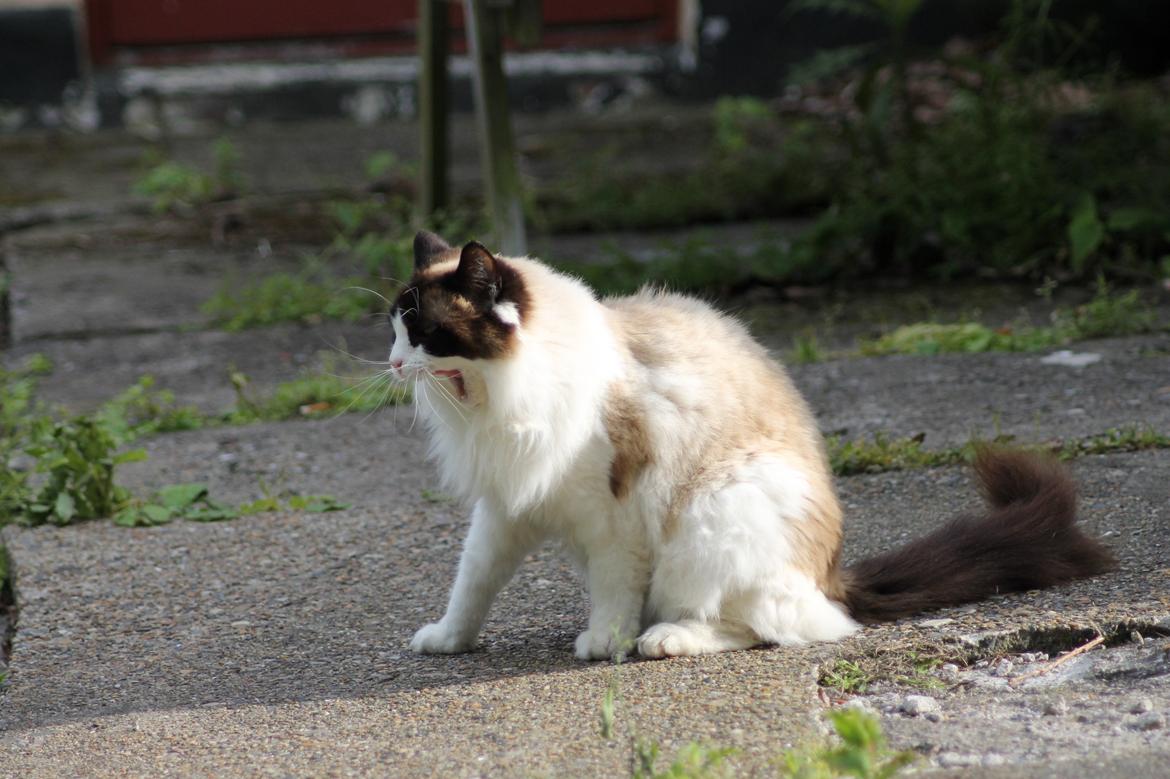 Ragdoll Zion billede 16