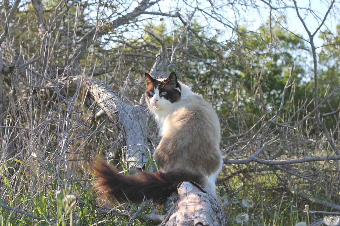 Ragdoll Zion billede 14