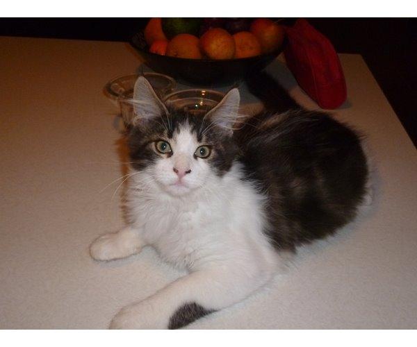 Maine Coon Aslan jr. ( Findus i stambog) - far da han var lille billede 30