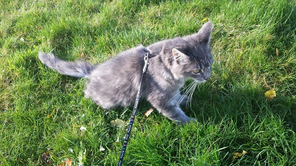 Maine Coon Aslan jr. ( Findus i stambog) billede 31