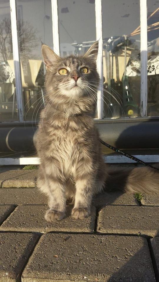 Maine Coon Aslan jr. ( Findus i stambog) billede 32