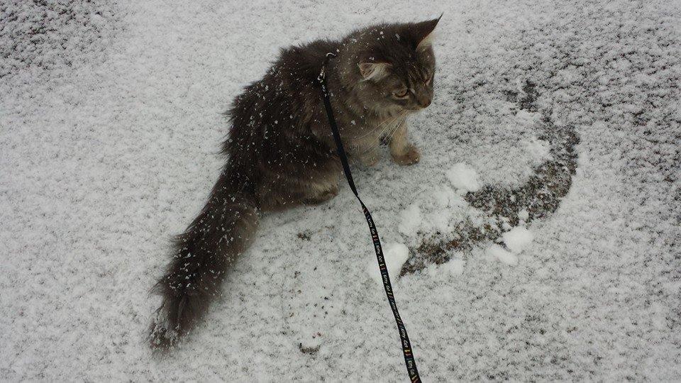 Maine Coon Aslan jr. ( Findus i stambog) billede 33