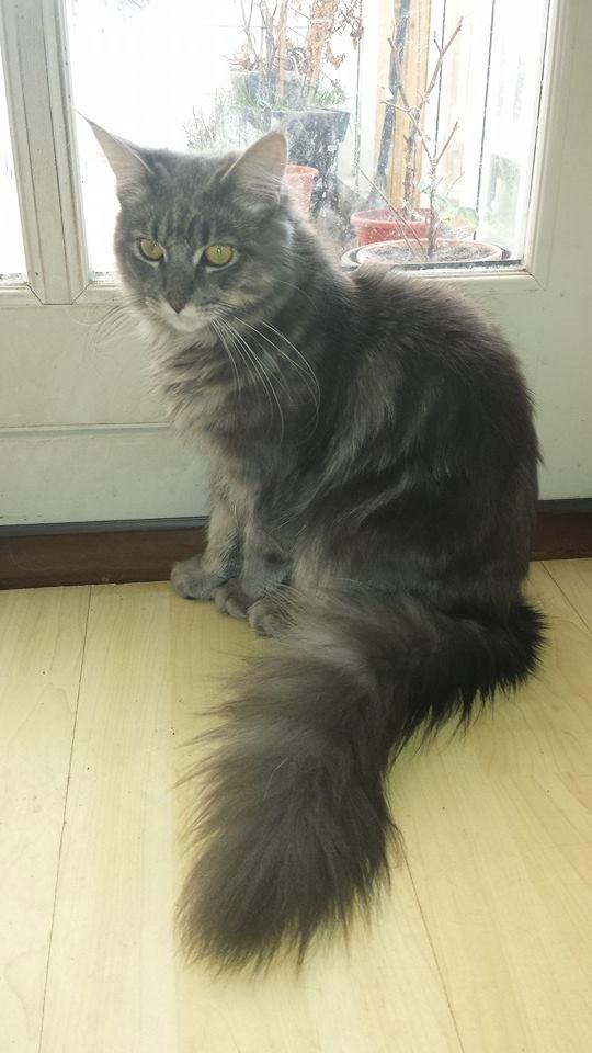 Maine Coon Aslan jr. ( Findus i stambog) billede 34