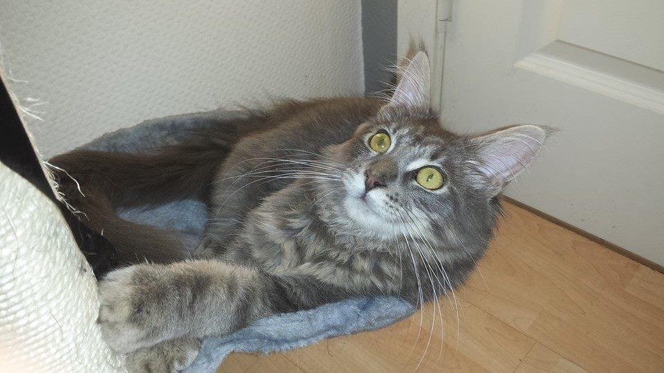 Maine Coon Aslan jr. ( Findus i stambog) billede 35