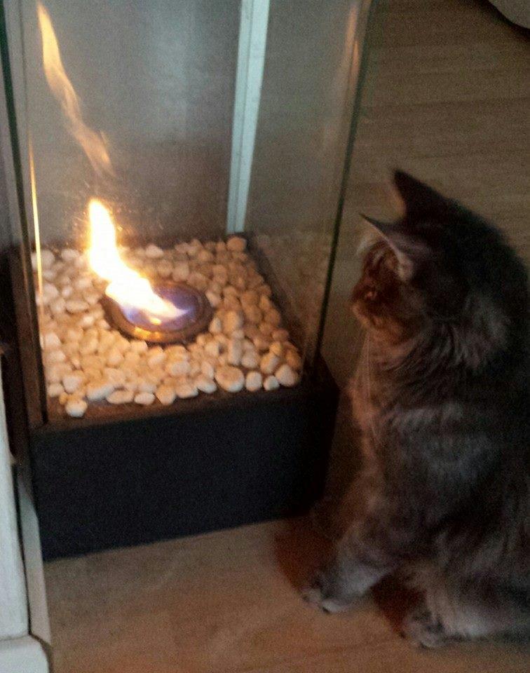 Maine Coon Aslan jr. ( Findus i stambog) billede 36