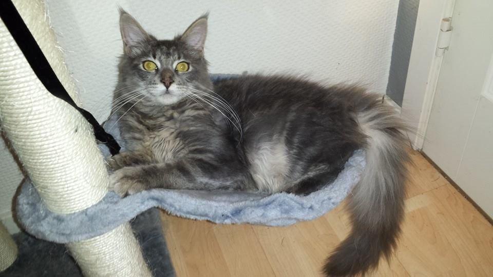 Maine Coon Aslan jr. ( Findus i stambog) billede 37