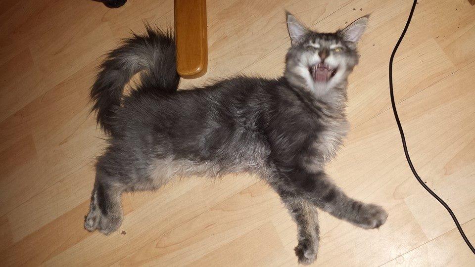 Maine Coon Aslan jr. ( Findus i stambog) billede 38