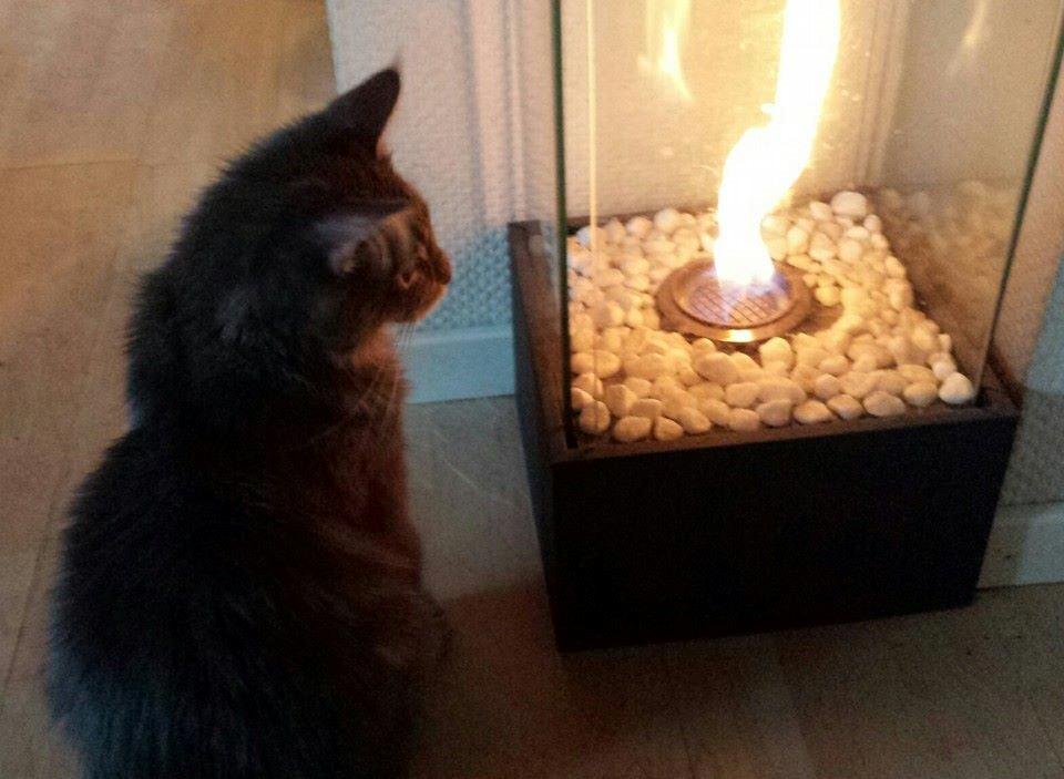 Maine Coon Aslan jr. ( Findus i stambog) billede 39