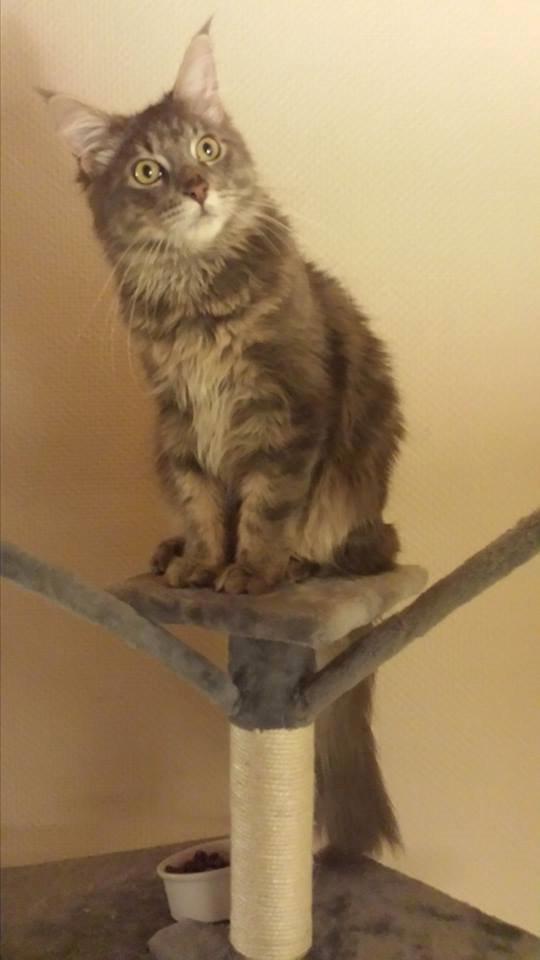 Maine Coon Aslan jr. ( Findus i stambog) billede 40