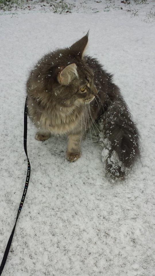 Maine Coon Aslan jr. ( Findus i stambog) billede 41