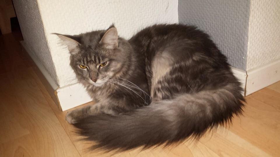 Maine Coon Aslan jr. ( Findus i stambog) billede 42