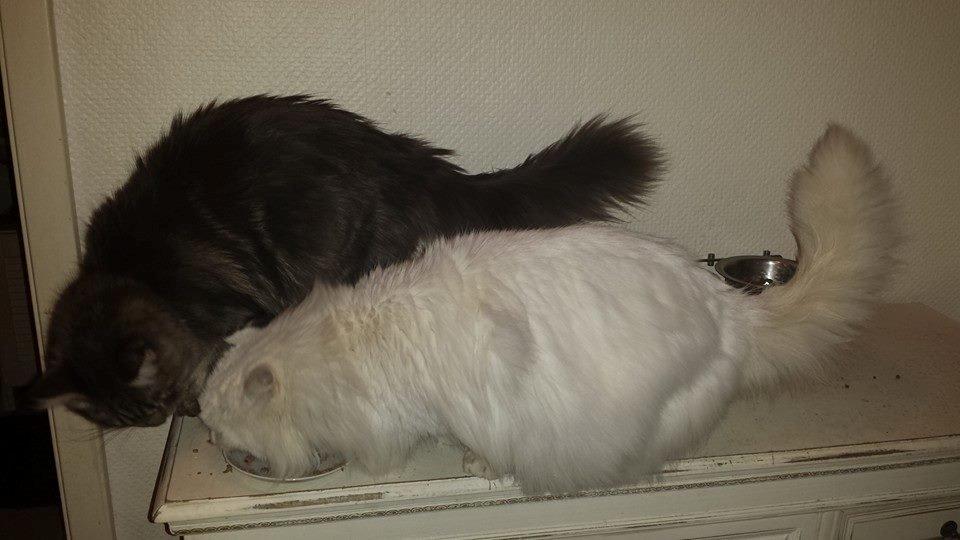 Maine Coon Aslan jr. ( Findus i stambog) - 34 uger... sammen med vores skovkat på ca 6 kg. (9 år gammel)  billede 43