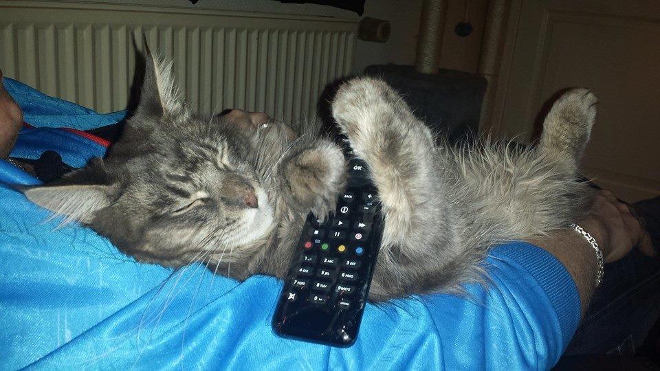 Maine Coon Aslan jr. ( Findus i stambog) billede 44