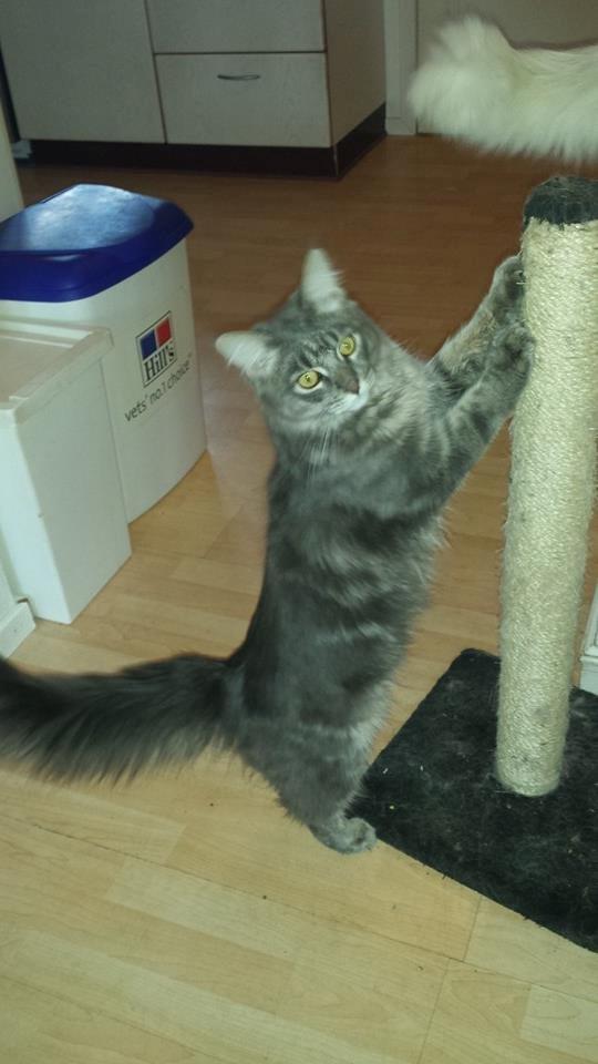 Maine Coon Aslan jr. ( Findus i stambog) billede 45