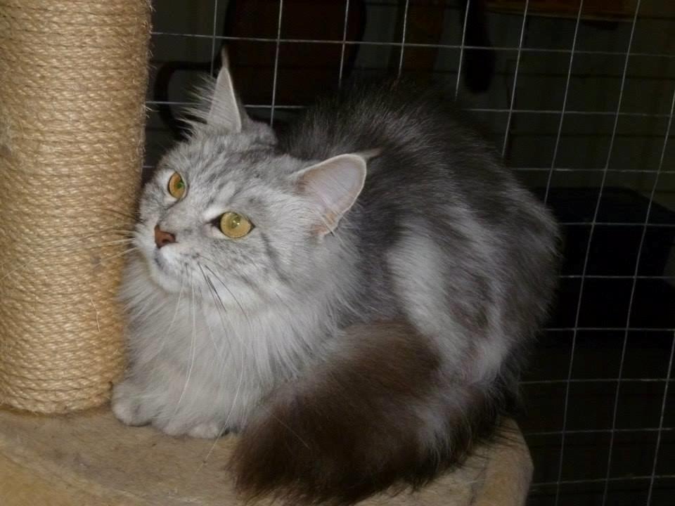 Maine Coon Aslan jr. ( Findus i stambog) - Mor billede 46