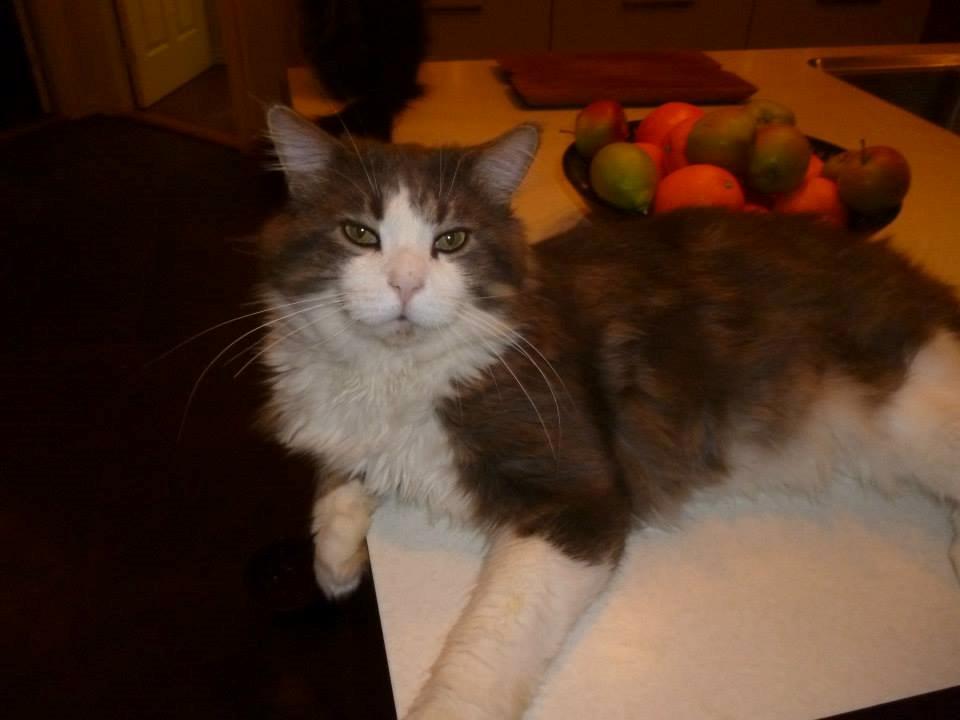 Maine Coon Aslan jr. ( Findus i stambog) - Far billede 47