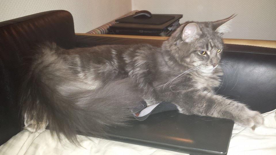 Maine Coon Aslan jr. ( Findus i stambog) billede 48