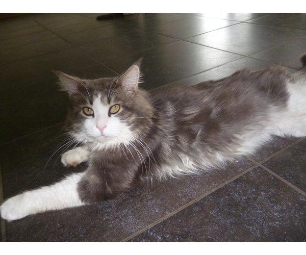 Maine Coon Aslan jr. ( Findus i stambog) - far billede 29
