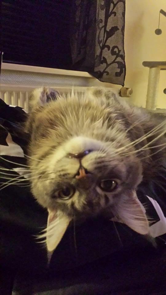 Maine Coon Aslan jr. ( Findus i stambog) billede 49