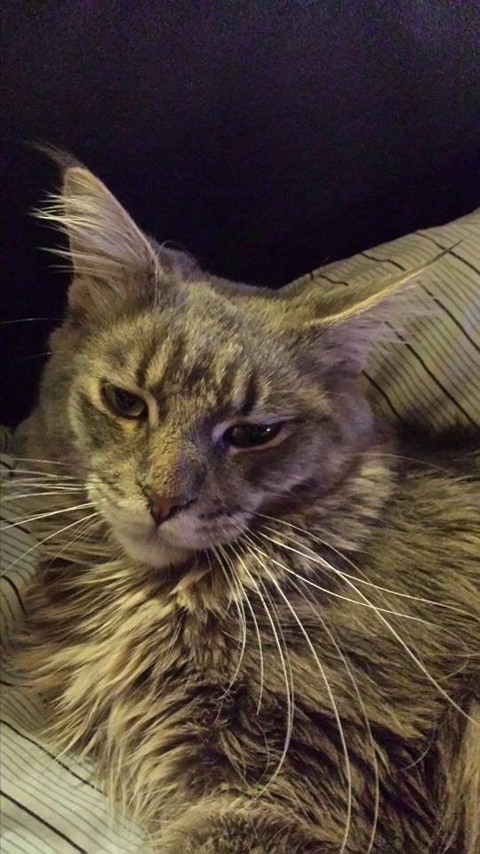 Maine Coon Aslan jr. ( Findus i stambog) - 35 uger gammel billede 2