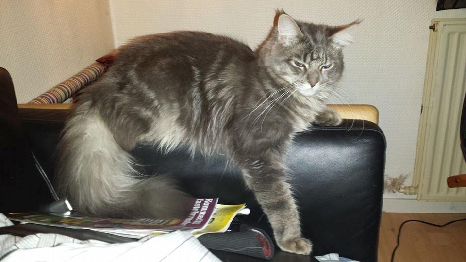 Maine Coon Aslan jr. ( Findus i stambog) - 35 uger billede 50