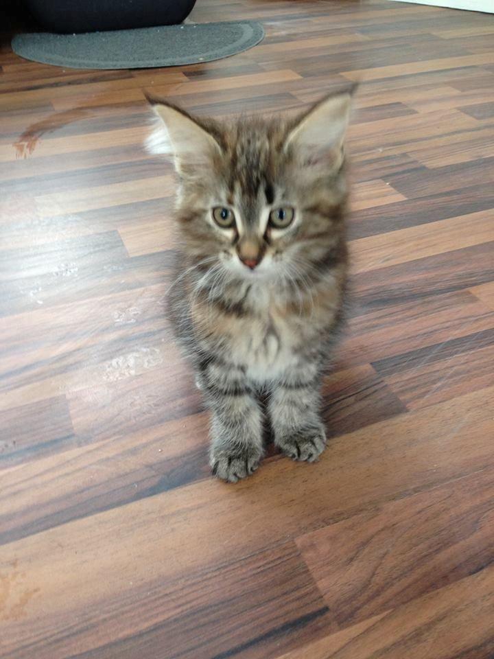 Norsk Skovkat Dk Bulbjergs Bailey - taget af opdrætteren billede 2