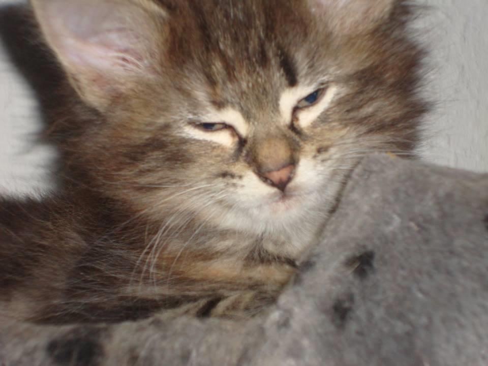 Norsk Skovkat Dk Bulbjergs Bailey - taget af opdrætteren billede 4