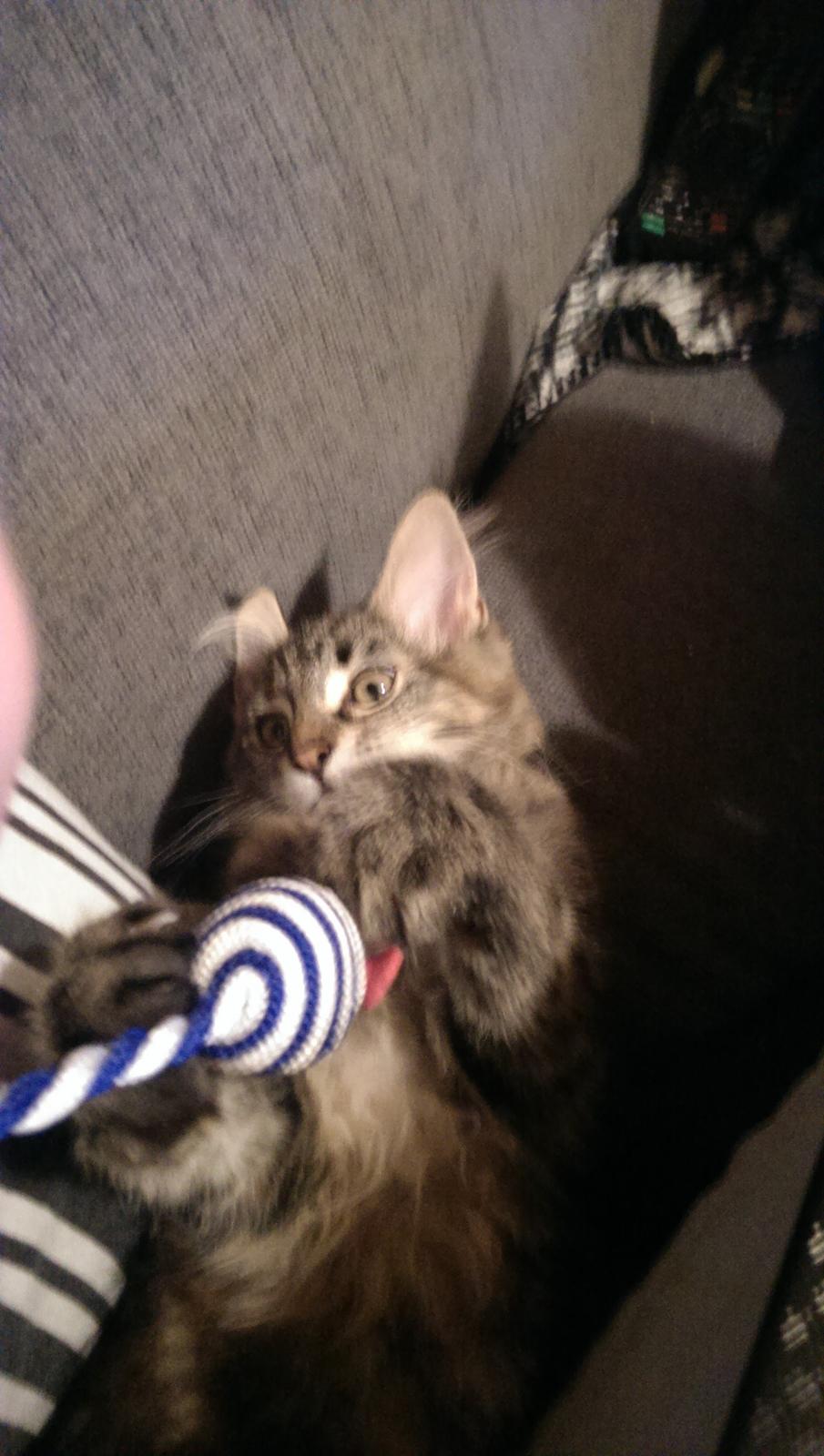 Norsk Skovkat Dk Bulbjergs Bailey billede 5