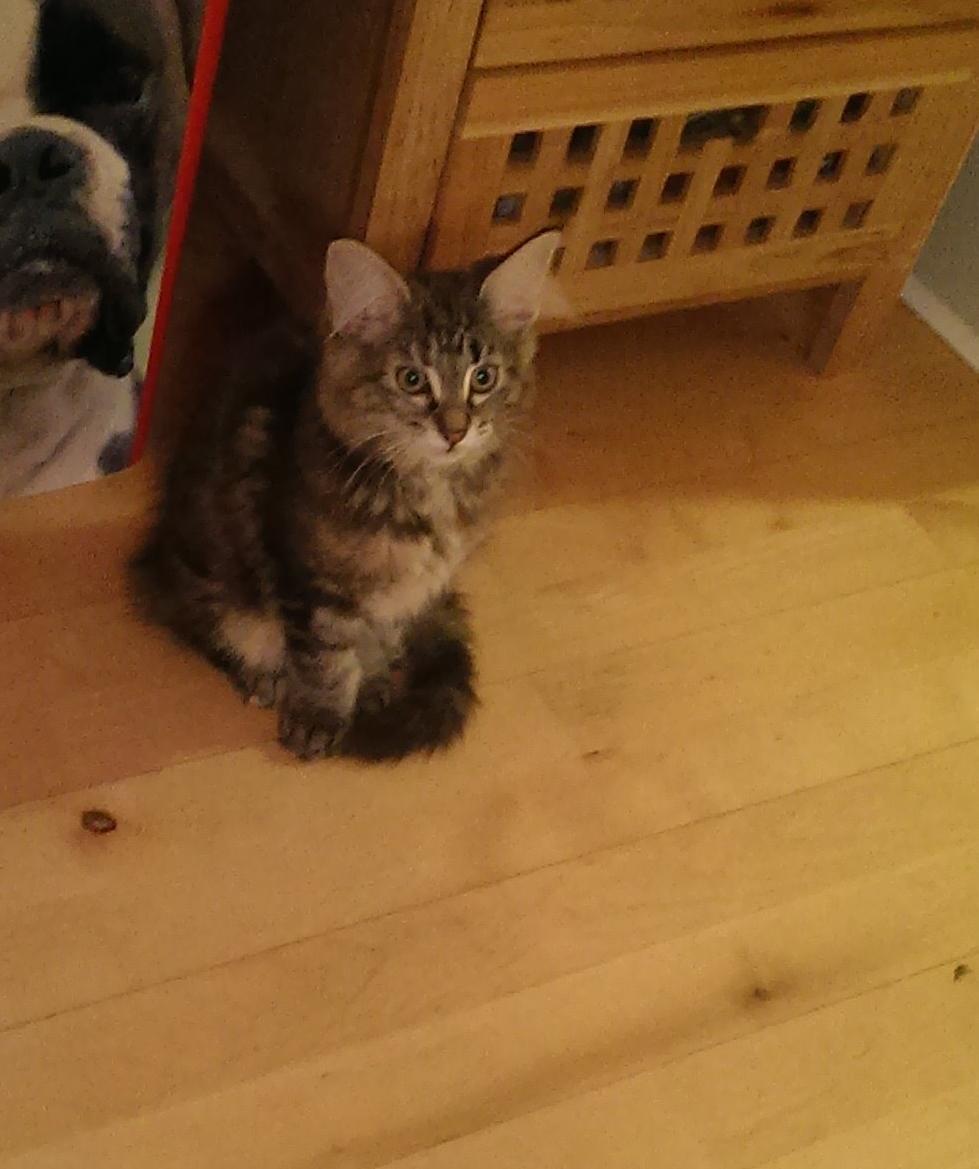 Norsk Skovkat Dk Bulbjergs Bailey billede 1