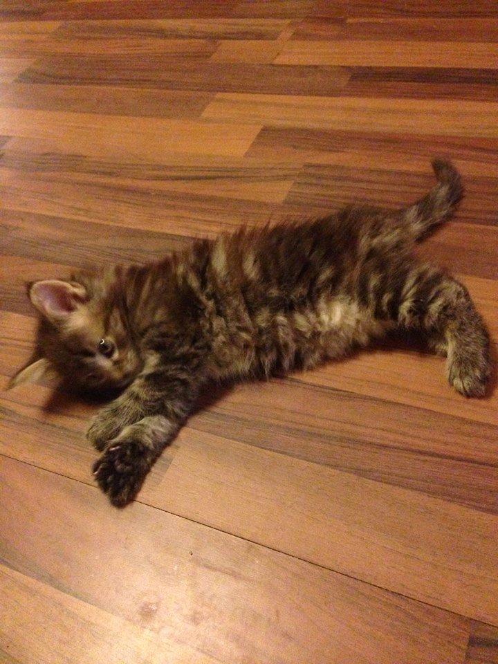 Norsk Skovkat Dk Bulbjergs Bailey - taget af opdrætteren billede 3