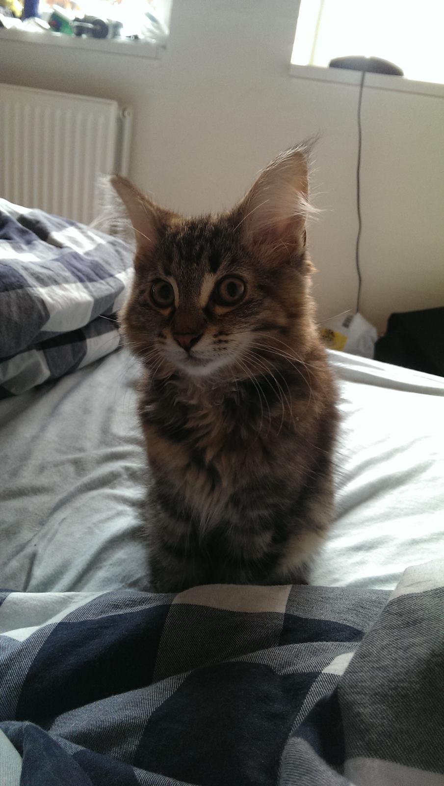 Norsk Skovkat Dk Bulbjergs Bailey billede 6