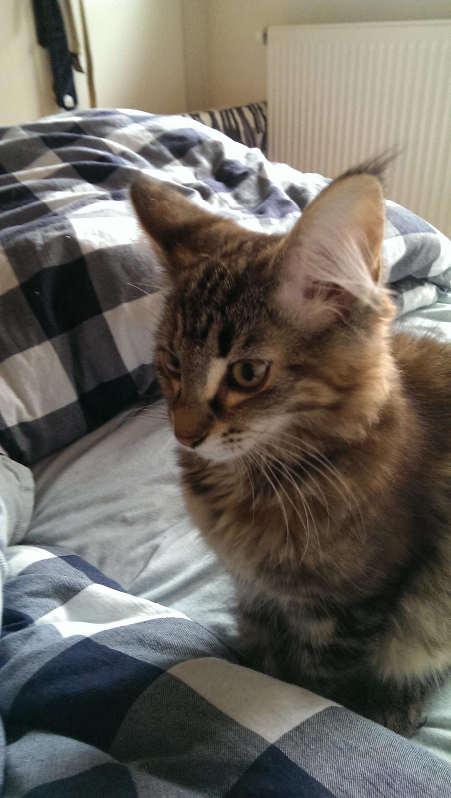 Norsk Skovkat Dk Bulbjergs Bailey billede 10