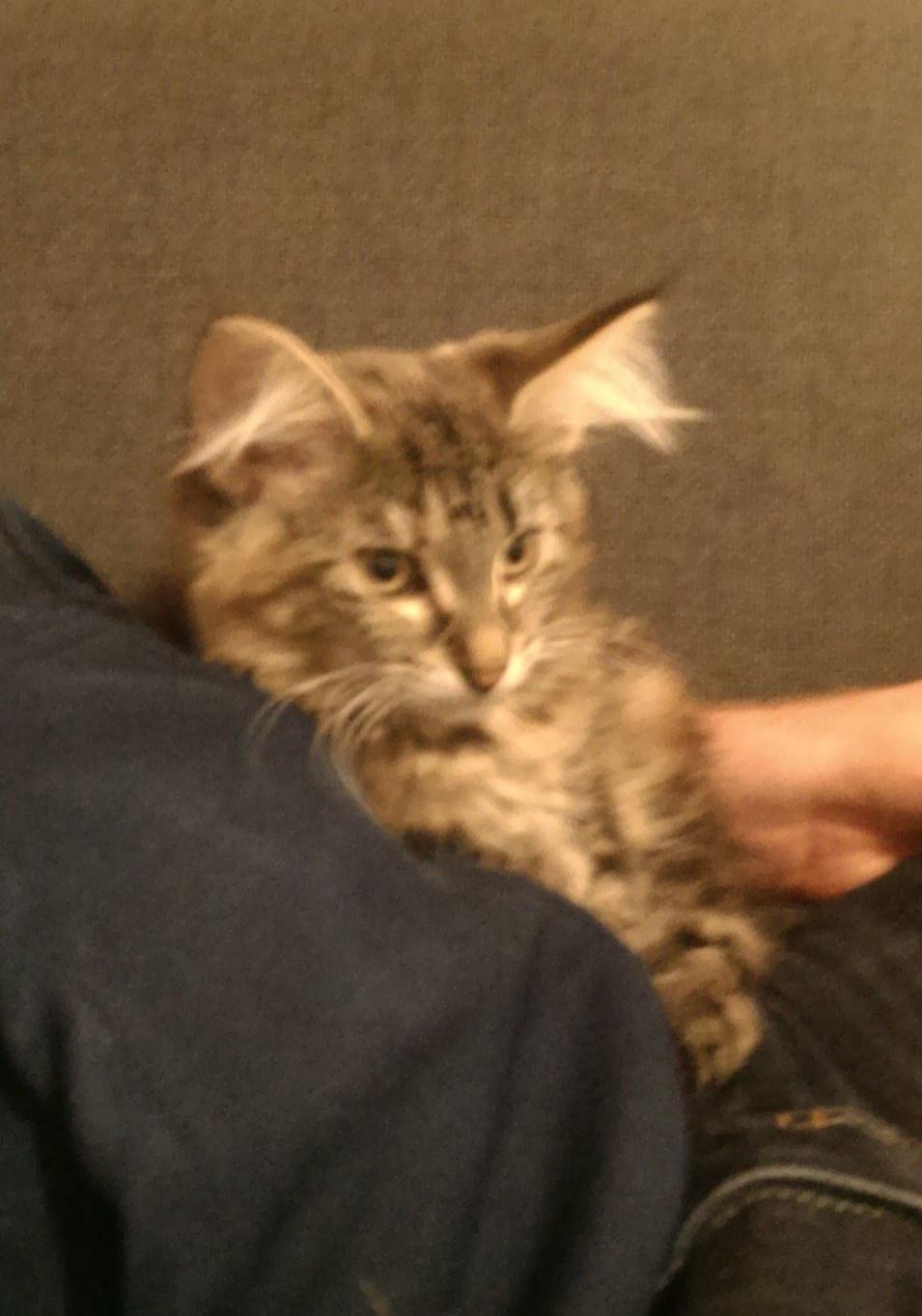 Norsk Skovkat Dk Bulbjergs Bailey billede 11