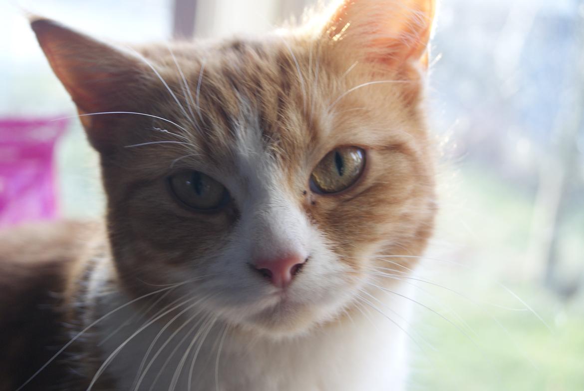 Blanding af racer Mango - Velkommen til mit galleri billede 1