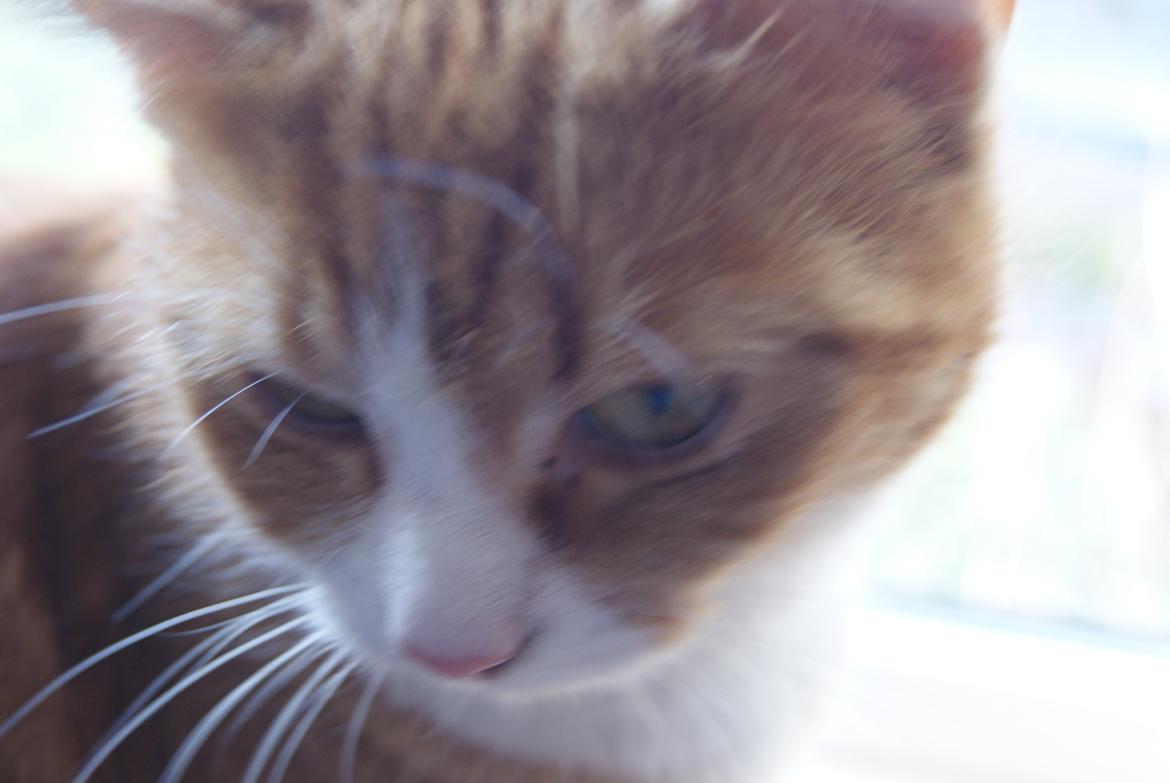 Blanding af racer Mango billede 4