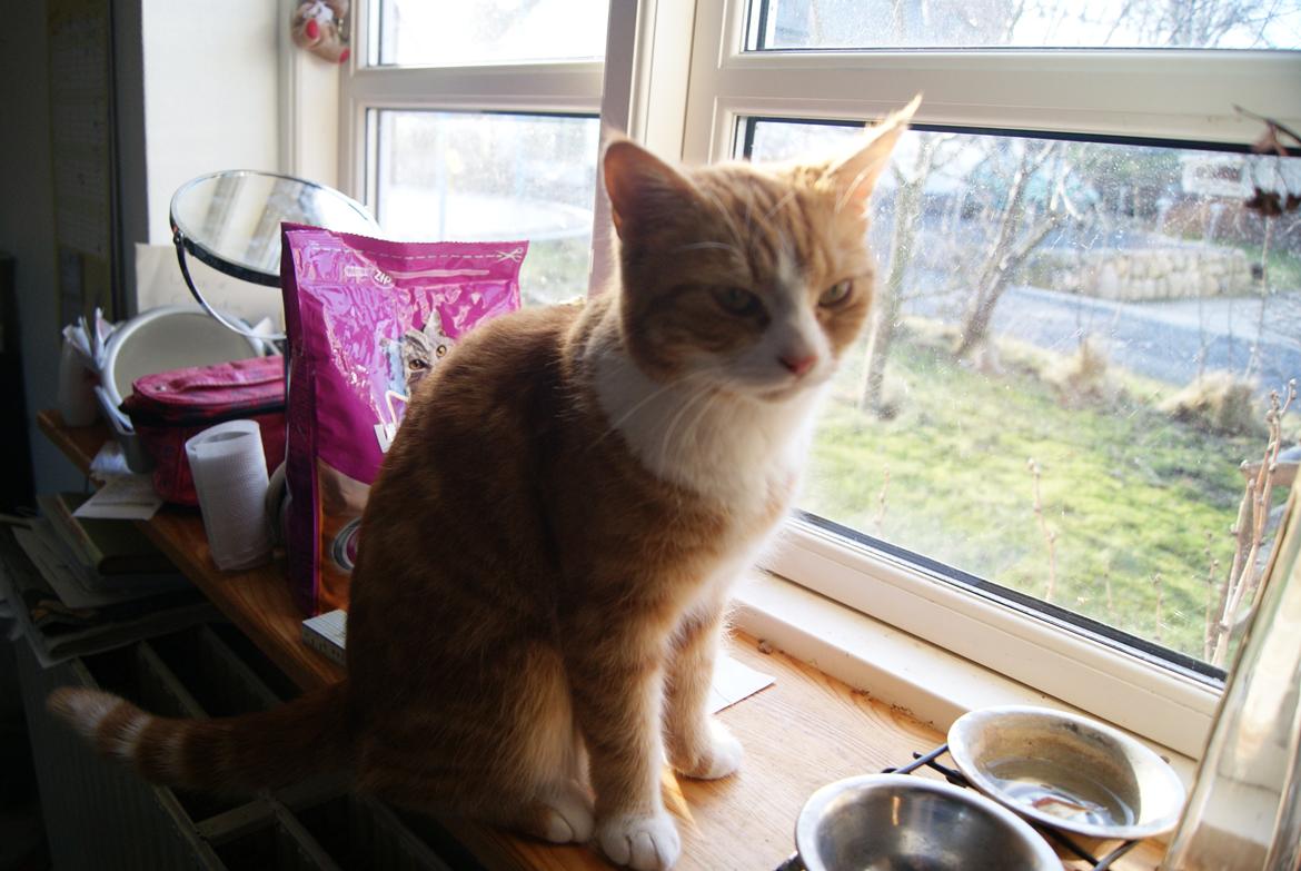 Blanding af racer Mango billede 2