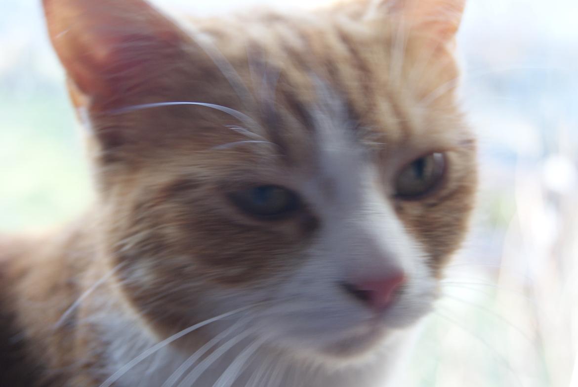 Blanding af racer Mango billede 5