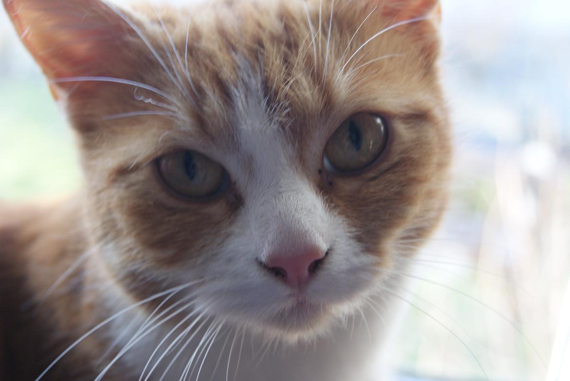 Blanding af racer Mango billede 3