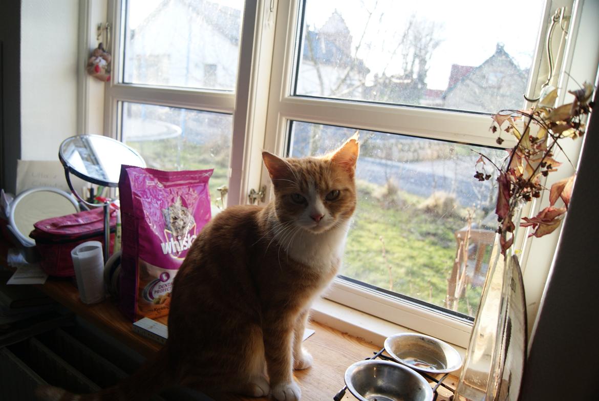 Blanding af racer Mango billede 7