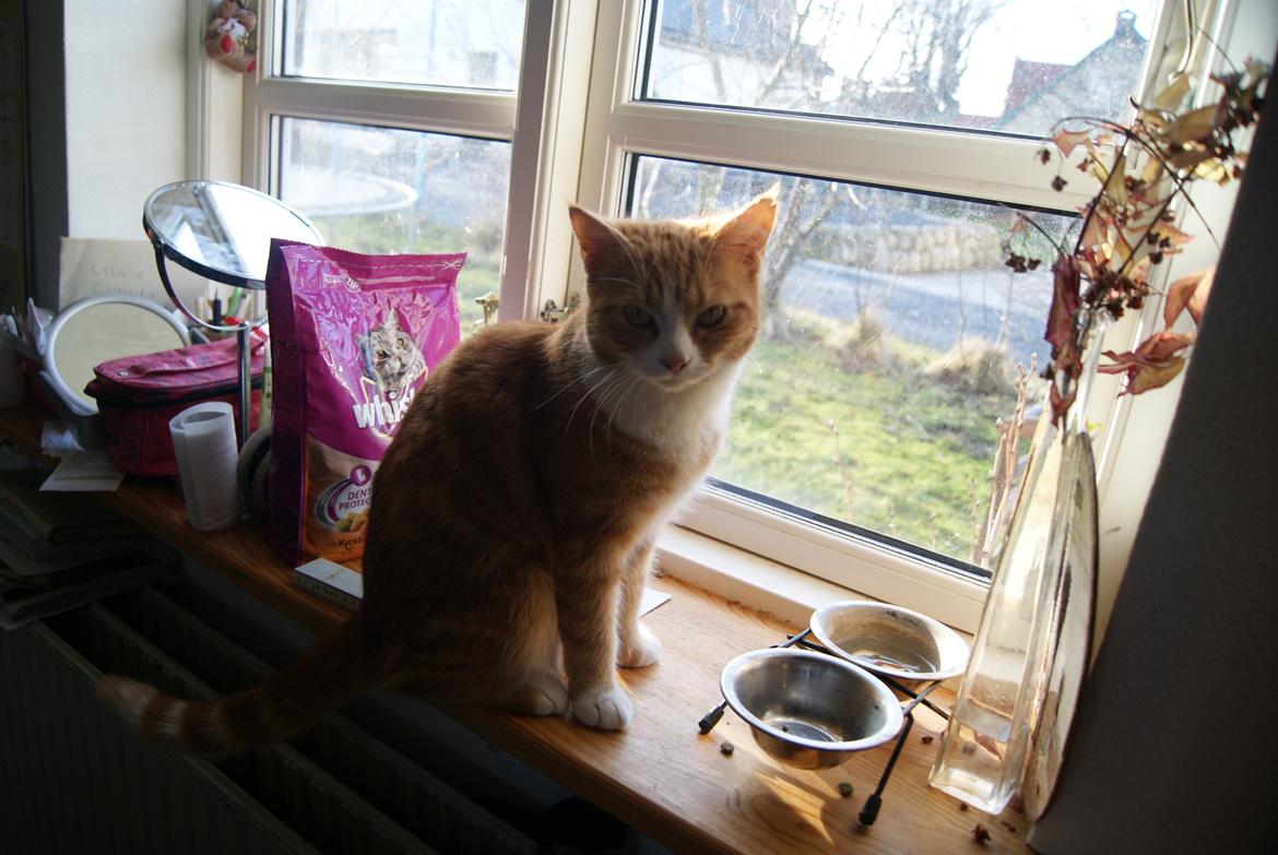 Blanding af racer Mango billede 6