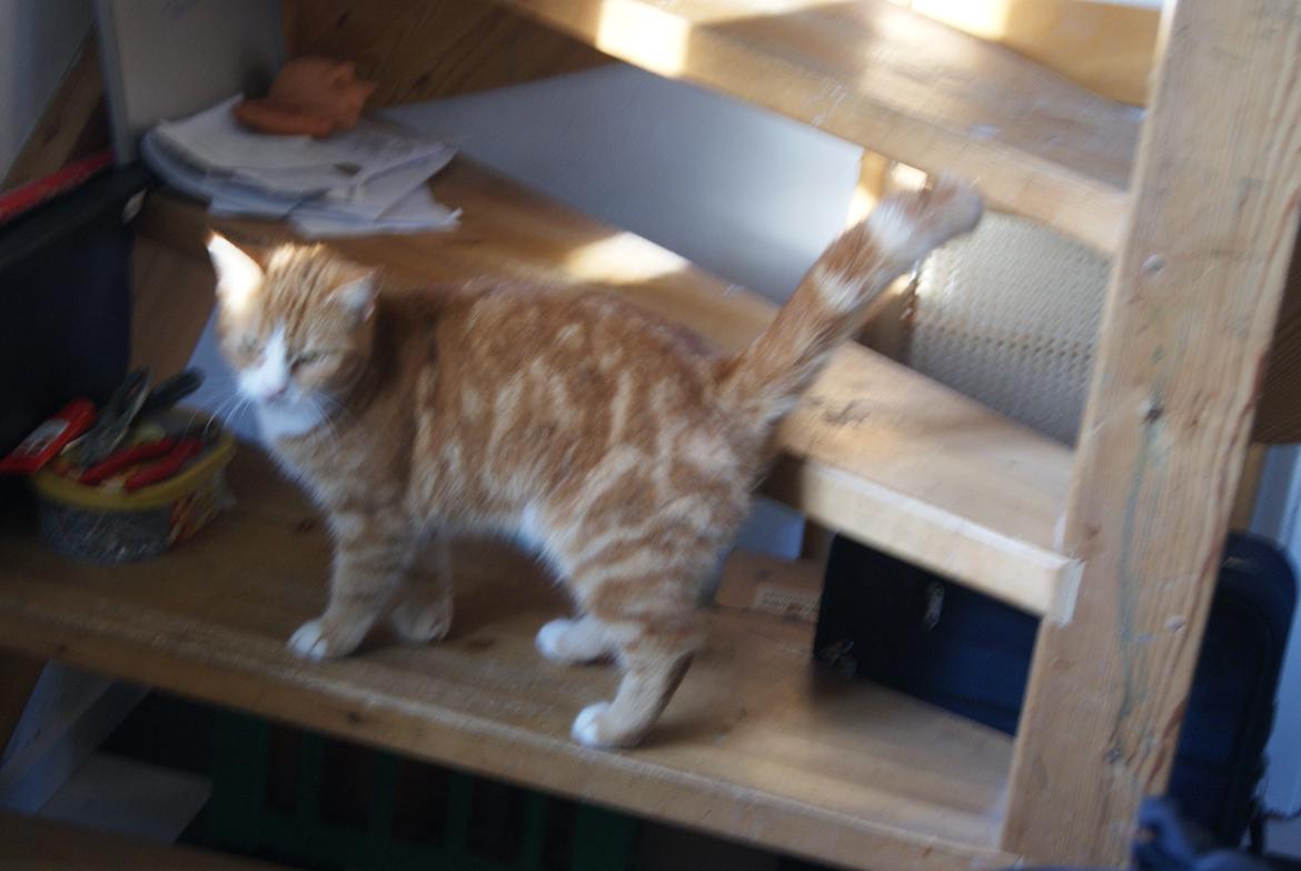 Blanding af racer Mango billede 10