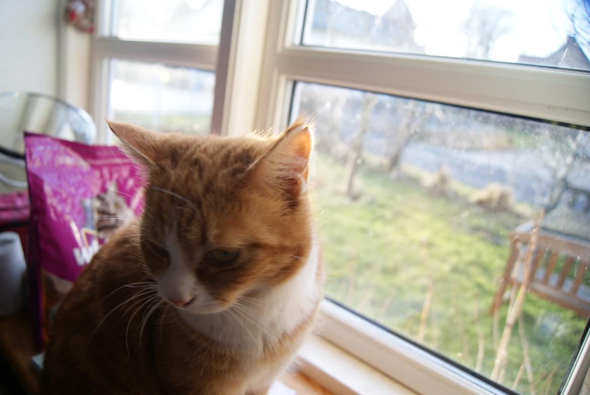 Blanding af racer Mango billede 8