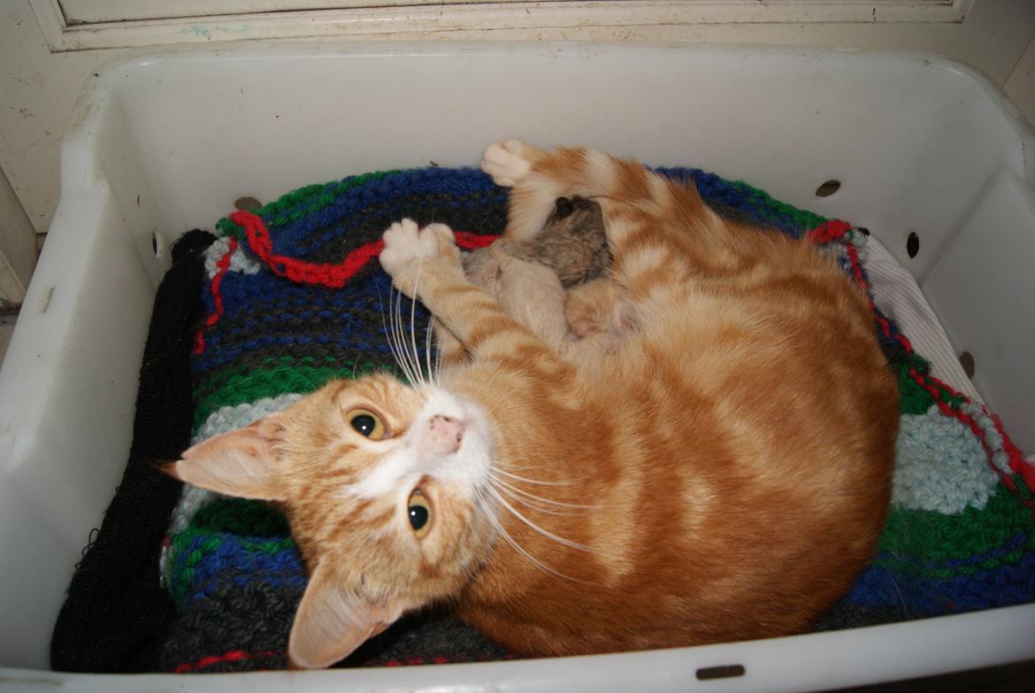 Blanding af racer Mango billede 9